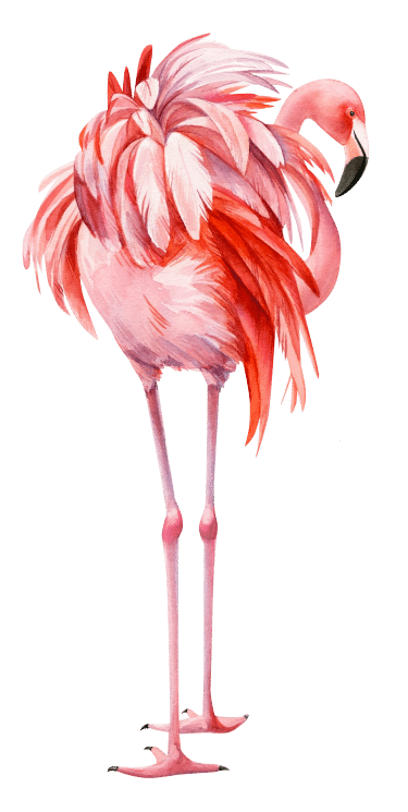 Flamingo