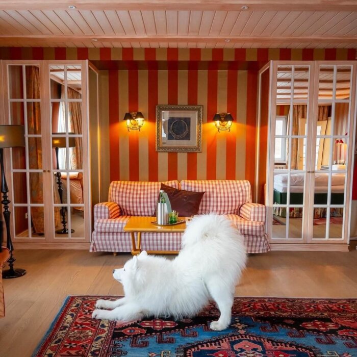 Entspannendes Hotelzimmer im Hotel Edelweiss in Lech/Zürs mit einem spielenden weißen Hund auf einem Teppich.