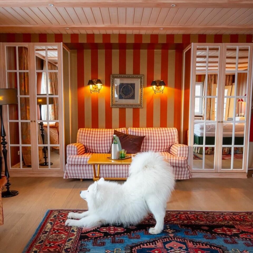 Entspannendes Hotelzimmer im Hotel Edelweiss in Lech/Zürs mit einem spielenden weißen Hund auf einem Teppich.